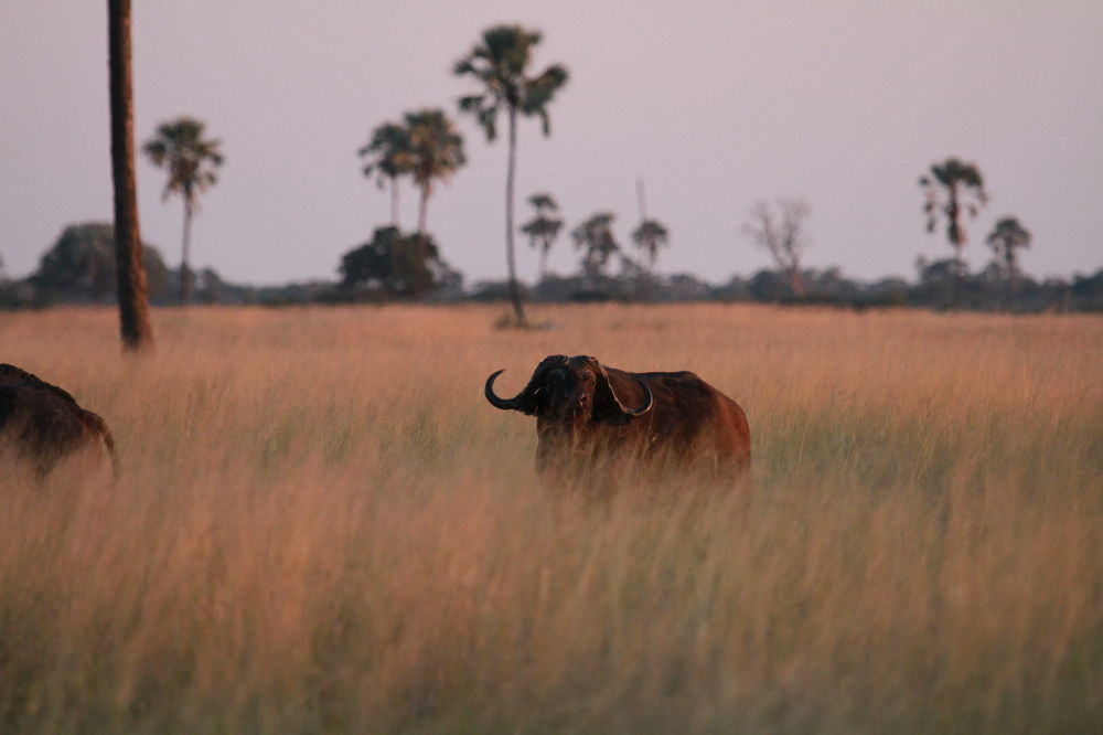 The Hide Safari Camp Hotel Dete Exterior foto